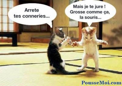 Chat
